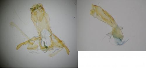 Réf. 262 398 : Gelechia muscosella